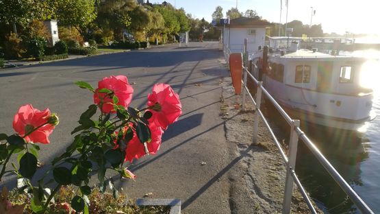 Bildqualität Huawei P20 lite