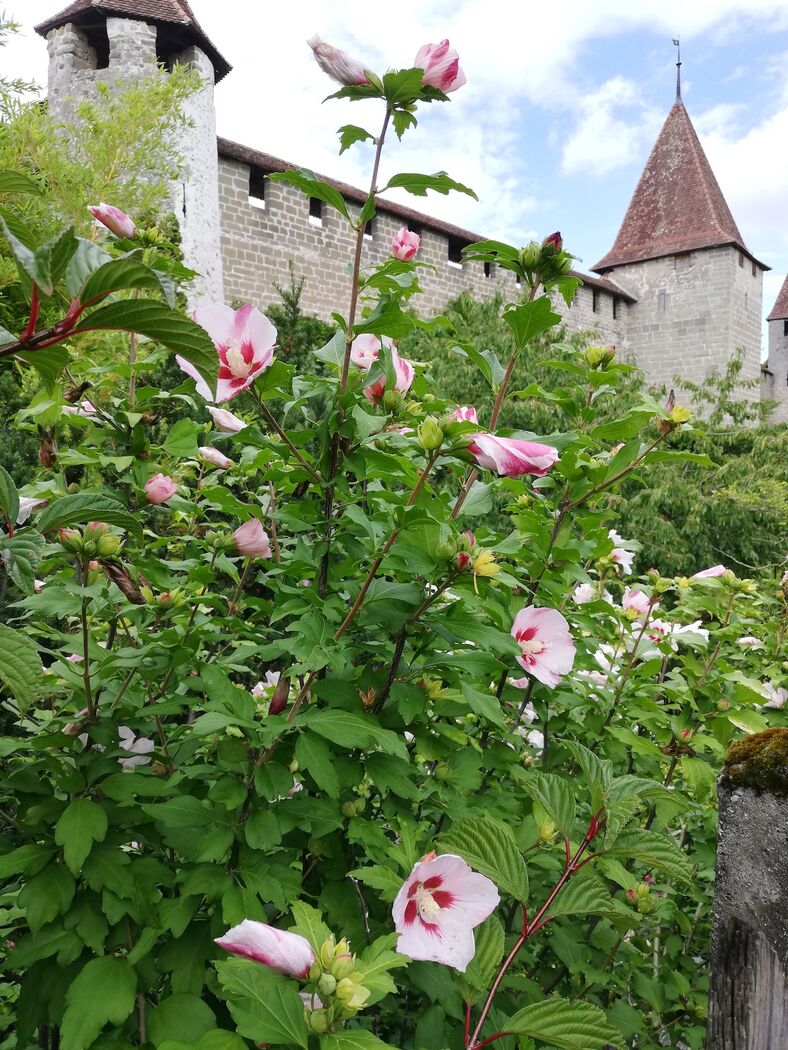 Fantastische Stockrosen am Wegesrand - murten.unsereregion.ch