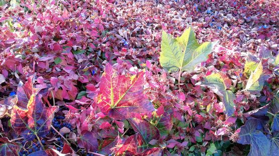 Bildqualität Huawei P20 lite